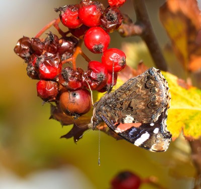 Red Admiral