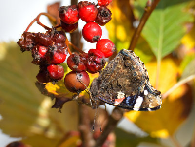 Red Admiral