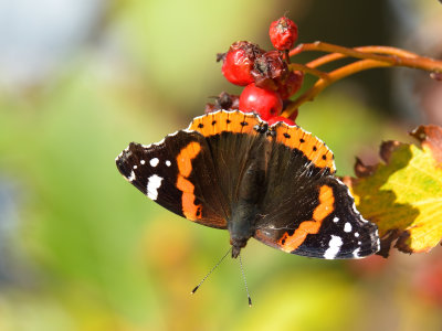 RED ADMIRAL