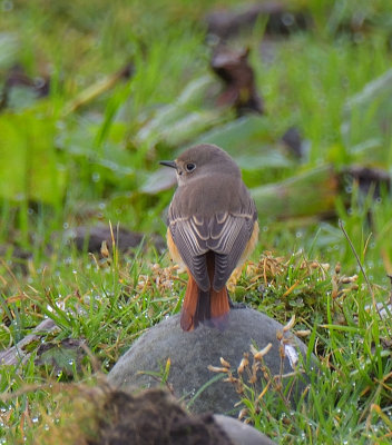 Redstart