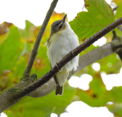 Red-eyed Vireo