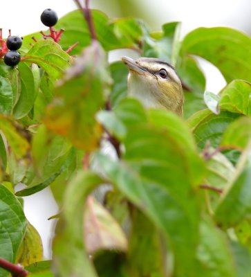 Red-eyed Vireo