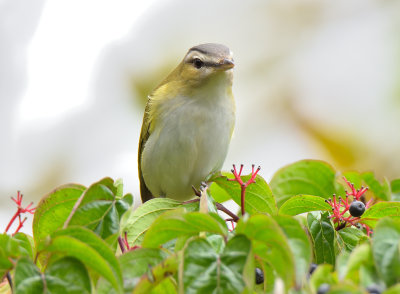 Red-eyed Vireo