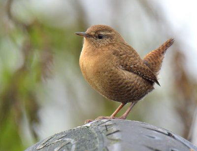 Wren