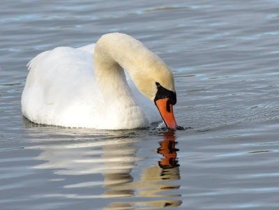 MUTE SWAN