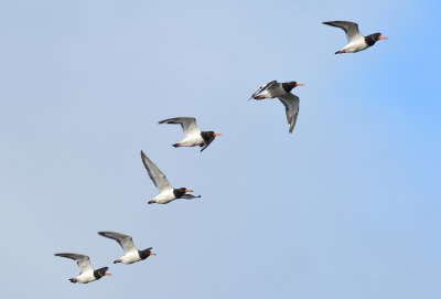 Oystercatcher