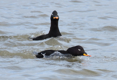 Velvet Scoter