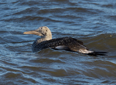 Gannet