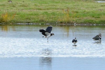 Lapwing