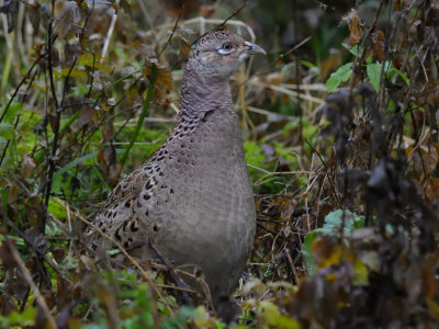 Pheasant