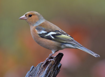 Chaffinch