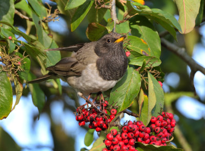 Black-throated Thrush