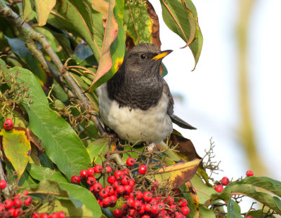 Black-throated Thrush