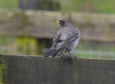 Black-throated Thrush