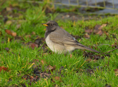 Black-throated Thrush