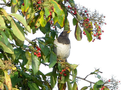 Black-throated Thrush