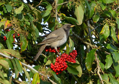 Black-throated Thrush