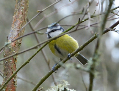 Blue Tit