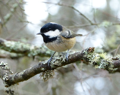 Coal Tit