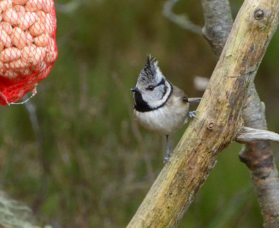 Crested Tit