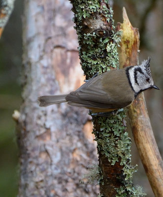 Crested Tit