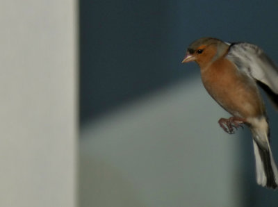 Chaffinch