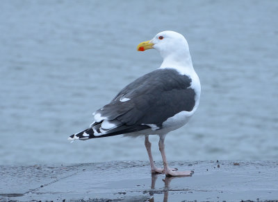 Greater black-backed Gull