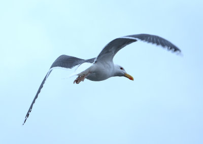 Greater black-backed Gull