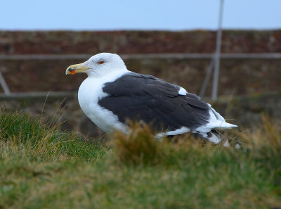Greater black-backed Gull