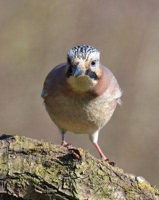 Jay