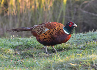 PHEASANT