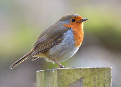 Robin