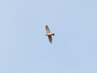 Goshawk