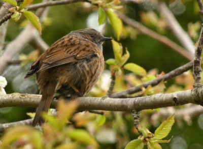 Dunnock