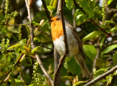 Robin