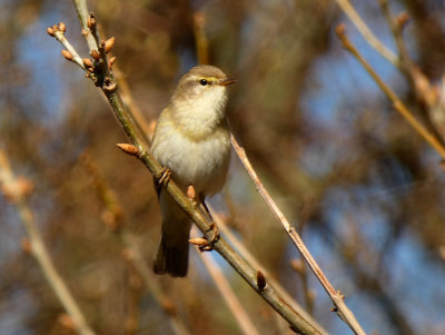 Willow Warbler