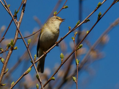 Willow Warbler