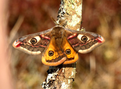 Emperor Moth