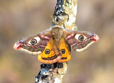 Emperor Moth