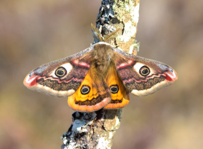 Emperor Moth