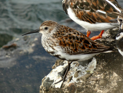 Dunlin