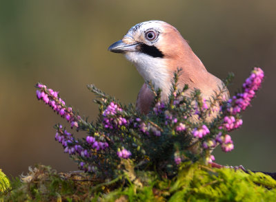 Jay 