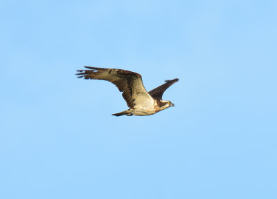Osprey