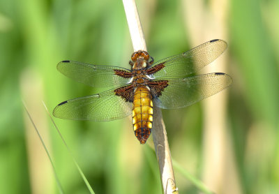 Broad-bodied Chaser