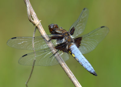 Broad-bodied Chaser