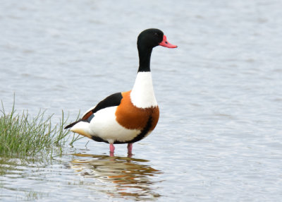 Shelduck
