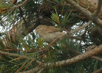 Asian Desert Warbler
