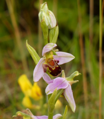 Bee Orchid