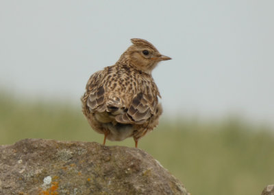 Skylark