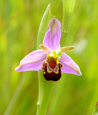 ORCHIDS